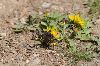 멧팔랑나비(Erynnis montanus (Bremer, 1861))