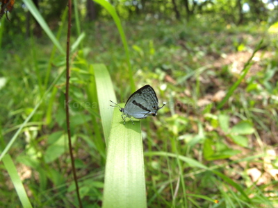 물빛긴꼬리부전나비(Antigius attilia (Bremer, 1861))