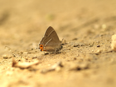 북방녹색부전나비(Chrysozephyrus brillantinus (Staudinger, 1887))