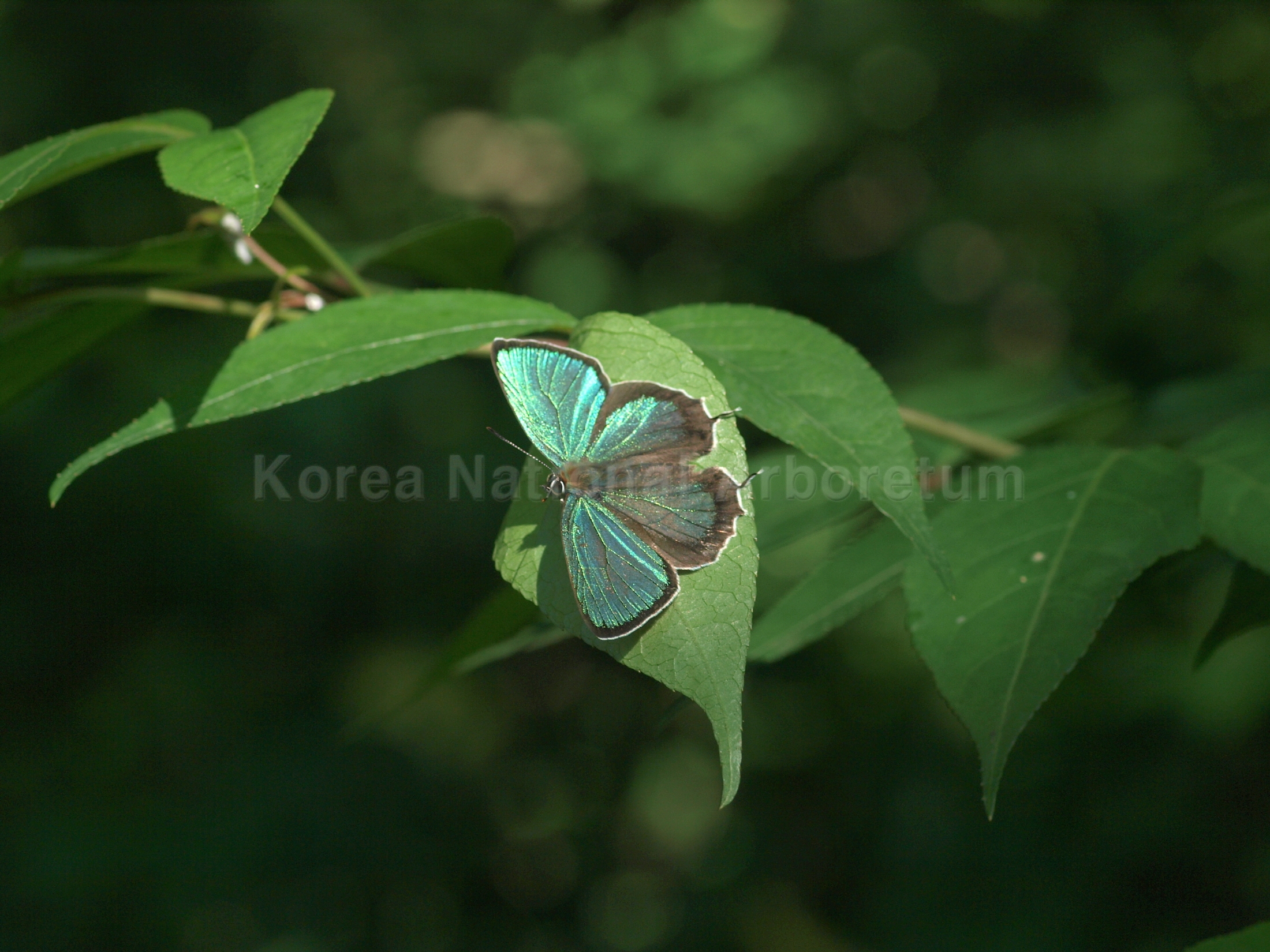 암붉은점녹색부전나비 이미지