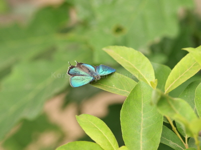 산녹색부전나비(Favonius taxila (Bremer, 1861))