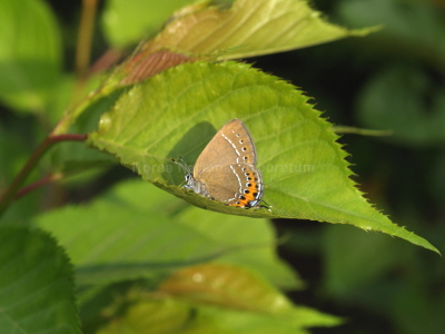 벚나무까마귀부전나비(Satyrium pruni (Linnaeus, 1758))