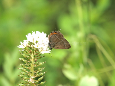 꼬마까마귀부전나비(Satyrium prunoides (Staudinger, 1887))