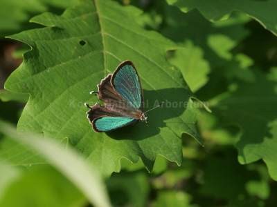 작은녹색부전나비(Neozephyrus japonicus (Murray, 1875))