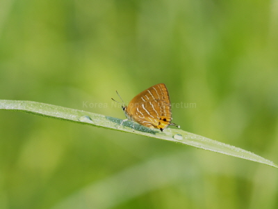 참나무부전나비(Wagimo signatus (Butler, 1882))