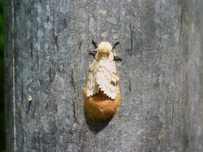 매미나방(Lymantria dispar (Linnaeus, 1758))