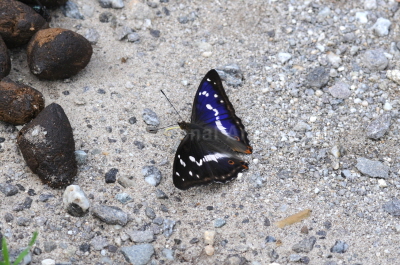 번개오색나비(Apatura iris (Linnaeus, 1758))