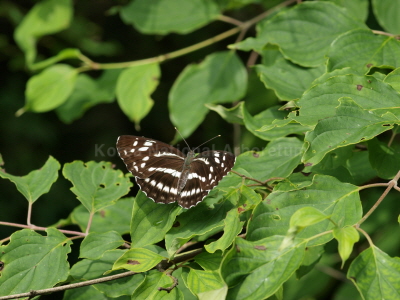 왕세줄나비(Neptis alwina Bremer & Grey, 1853)