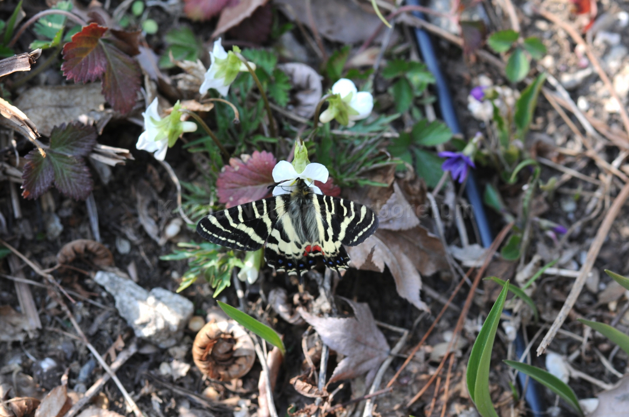 Luehdorfia puziloi (Erschoff, 1872)