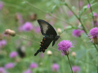 제비나비(Papilio bianor Cramer, 1777)