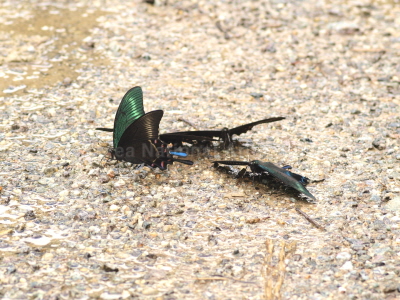 산제비나비(Papilio maackii Ménétriès, 1859)