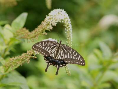 호랑나비(Papilio xuthus Linnaeus, 1767)