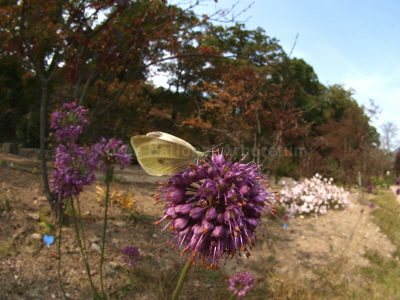 배추흰나비(Pieris rapae (Linnaeus, 1758))