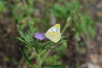 노랑나비(Colias erate (Esper, 1805))