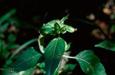 Plant Illustration Details