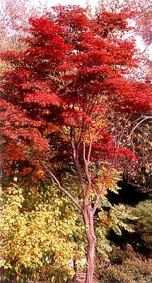 단풍나무(Acer palmatum Thunb.)