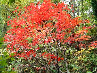 Acer pseudosieboldianum (Pax) Kom.