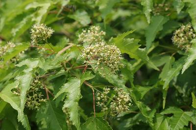 신나무(Acer tataricum L. subsp. ginnala (Maxim.) Wesm.)