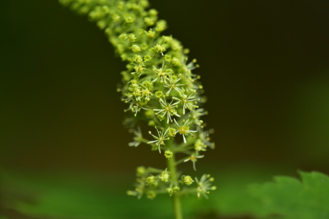 Plant Illustration Details