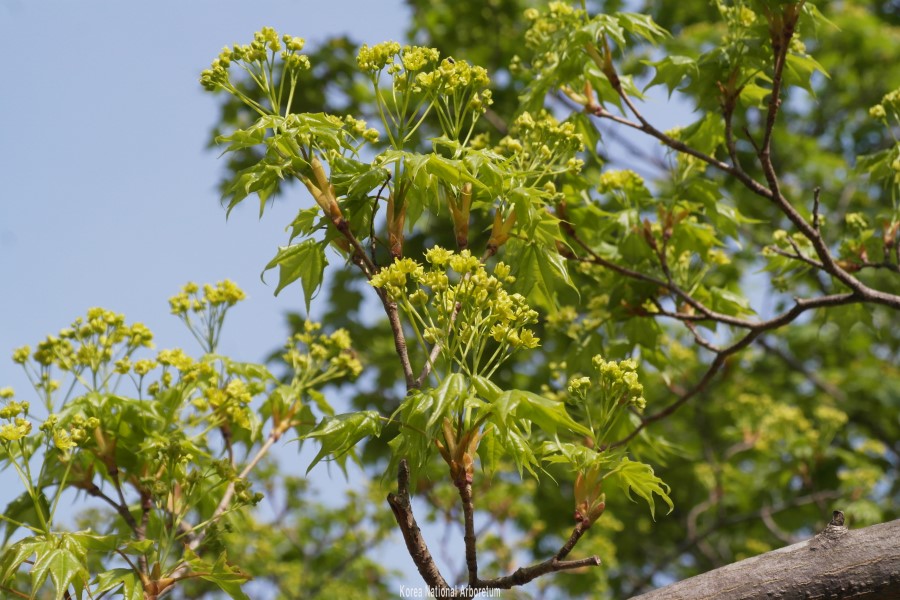 Plant Illustration Details