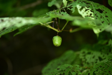 Plant Illustration Details