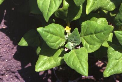 Plant Illustration Details