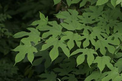 Plant Illustration Details