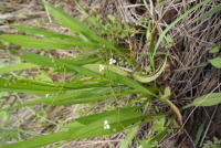 Plant Illustration Details