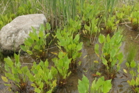 Plant Illustration Details