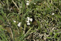 Plant Illustration Details