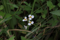 Plant Illustration Details