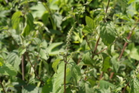 Plant Illustration Details