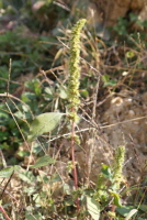 Plant Illustration Details