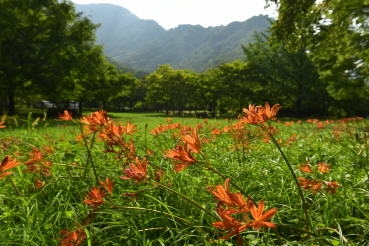 백양꽃(Lycoris sanguinea Maxim. var. koreana (Nakai) T.Koyama)