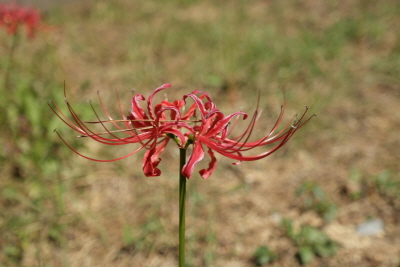 Lycoris radiata (L'Hér.) Herb.