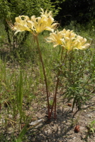 Plant Illustration Details