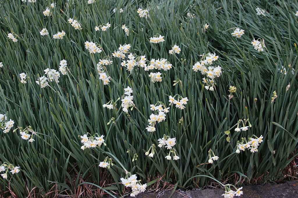 Plant Illustration Details