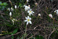 Plant Illustration Details