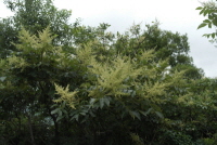 Rhus chinensis Mill.