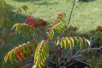 Plant Illustration Details