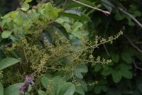 Plant Illustration Details