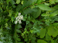 Plant Illustration Details