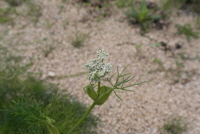 Plant Illustration Details