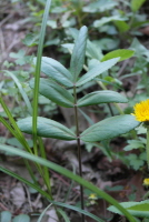 Plant Illustration Details