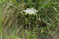 Plant Illustration Details