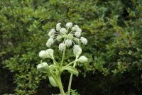 Plant Illustration Details