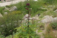 참당귀(Angelica gigas Nakai)