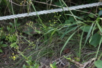 Plant Illustration Details