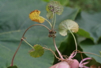 Plant Illustration Details