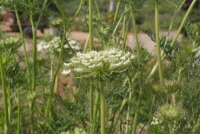 당근(Daucus carota L. subsp. sativus (Hoffm.) Arcang.)